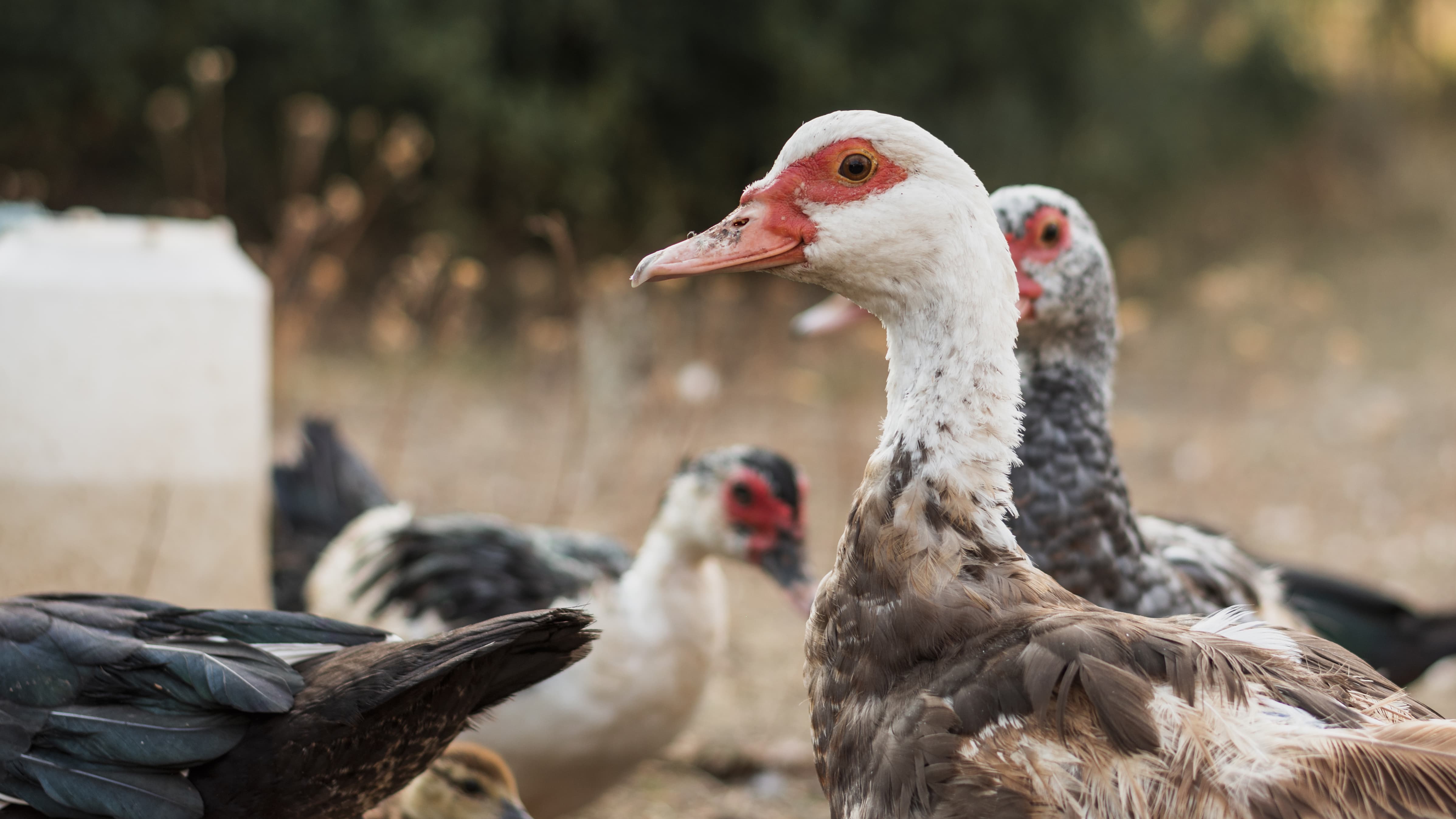 patos de grupo