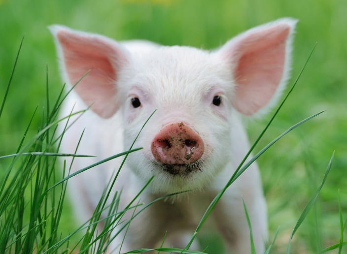 Puntos a tener en cuenta al agregar aditivos alimentarios a los piensos para cerdos