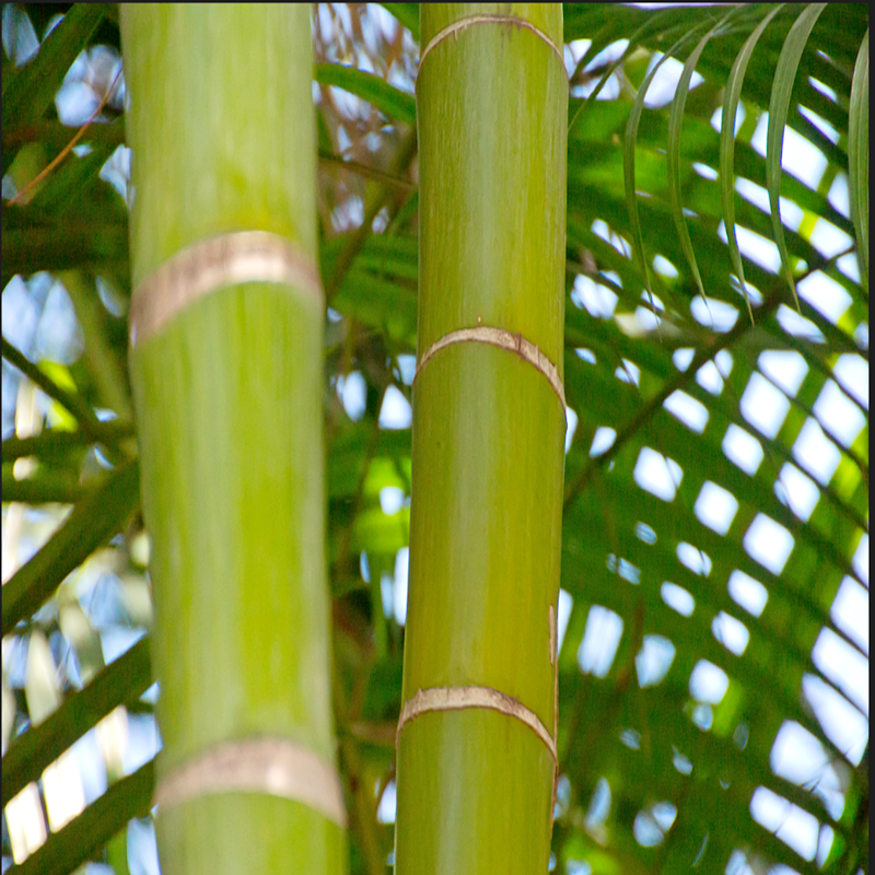 Produksi OSB Bamboo