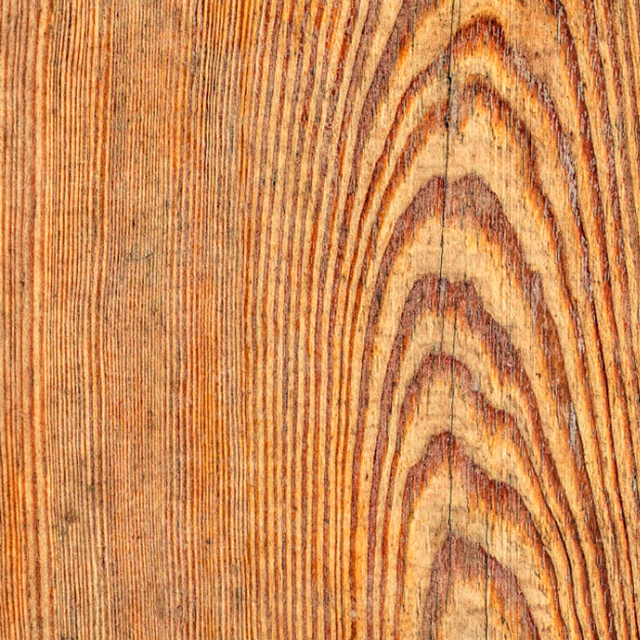 pinus