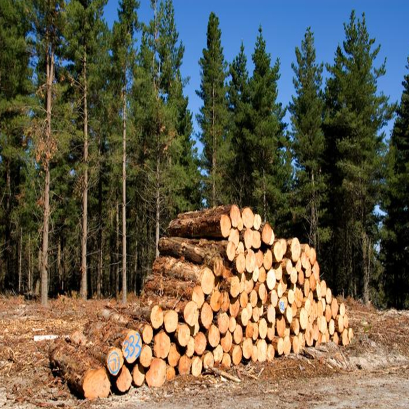 pinus monterey