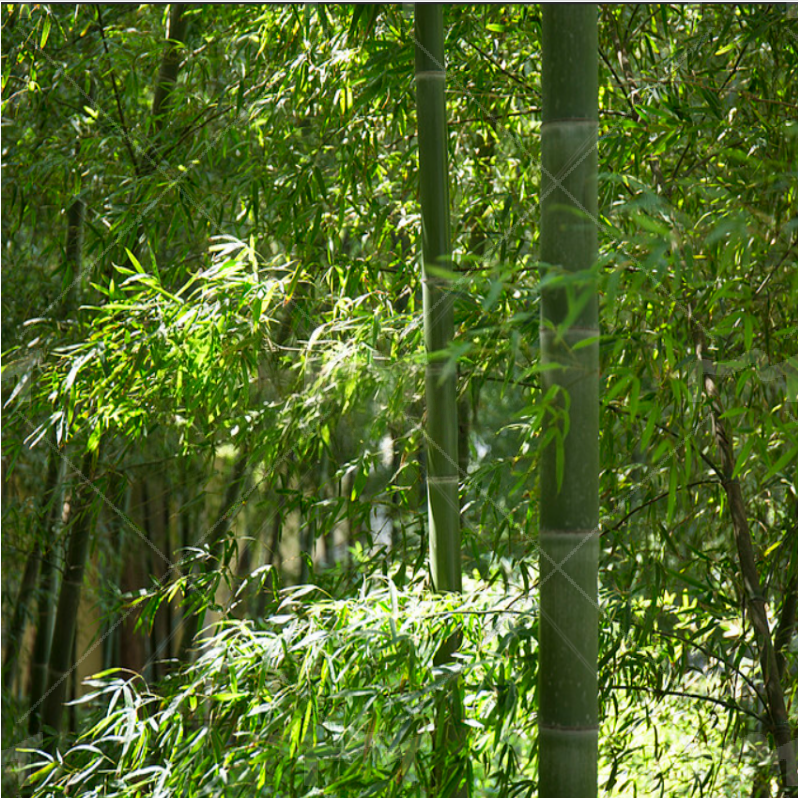 bambu