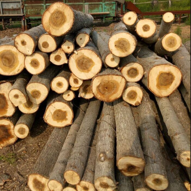 杨木 Poplar