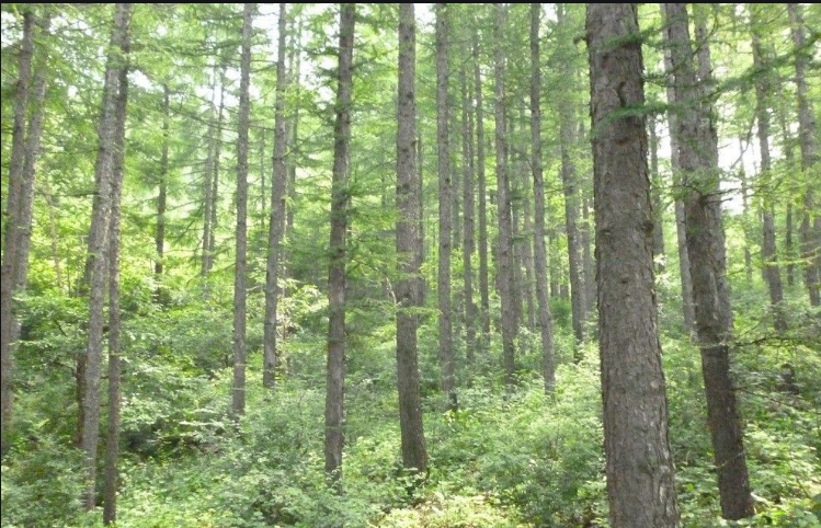 kayu pinus, kayu poplar untuk OSB