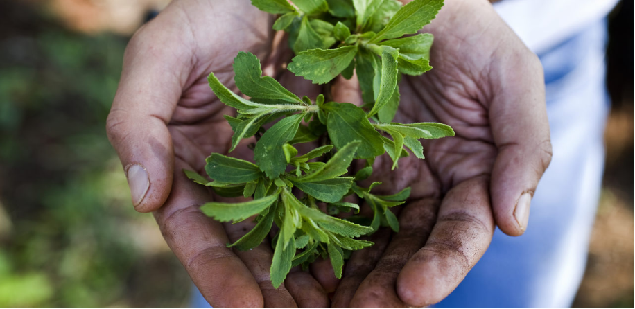 ¿Qué es la stevia?