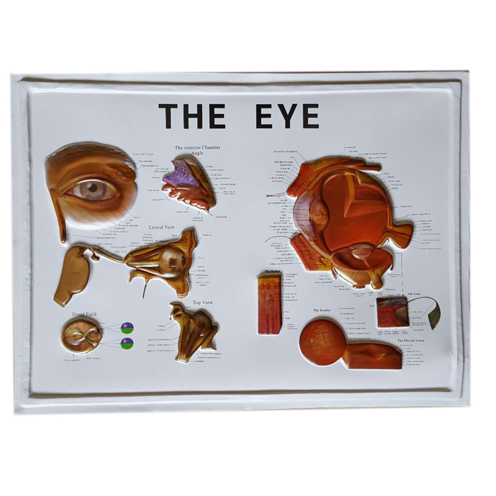 Anatomía del globo ocular 3D