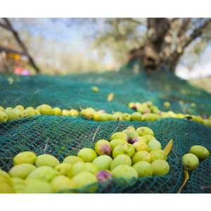 HDPE 45gsm green color olive net/Harvesting net