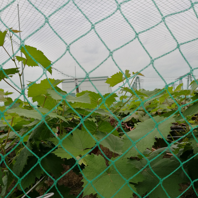 HDPE 8gsm 5X4M green color Anti Bird Net