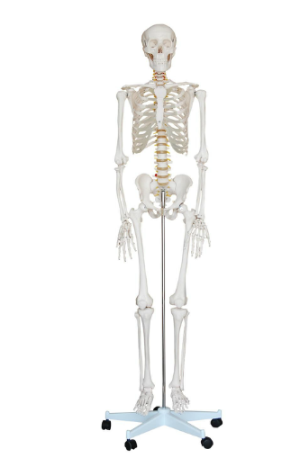 Xc-101 Life-Size Skeleton 180cm (model XC-101)