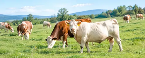 L-Threonine for Ruminants