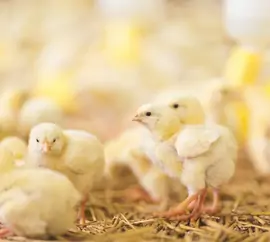 Poultry