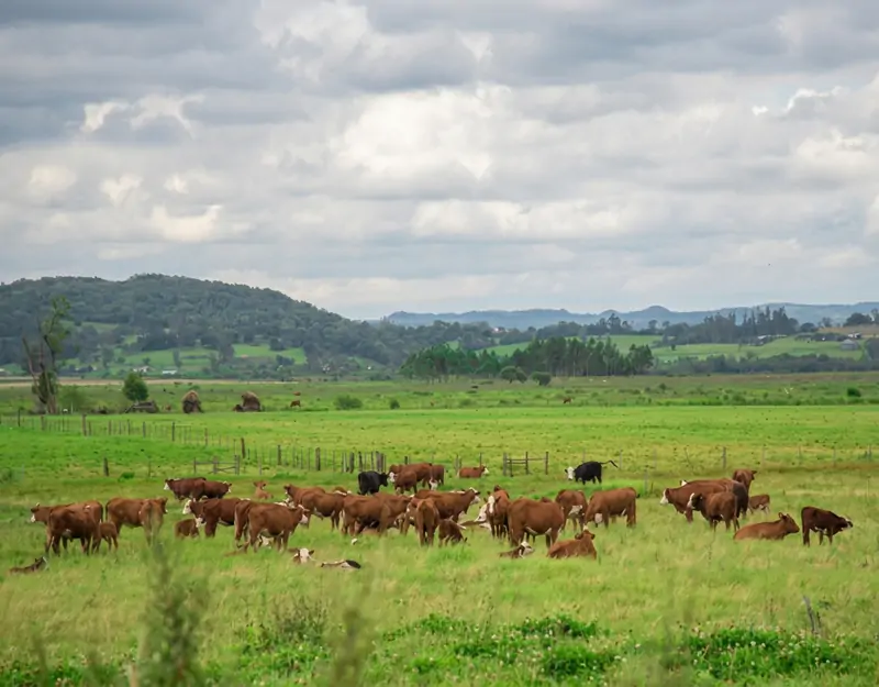 Efectos de la metionina protegida del rumen en ganado vacuno