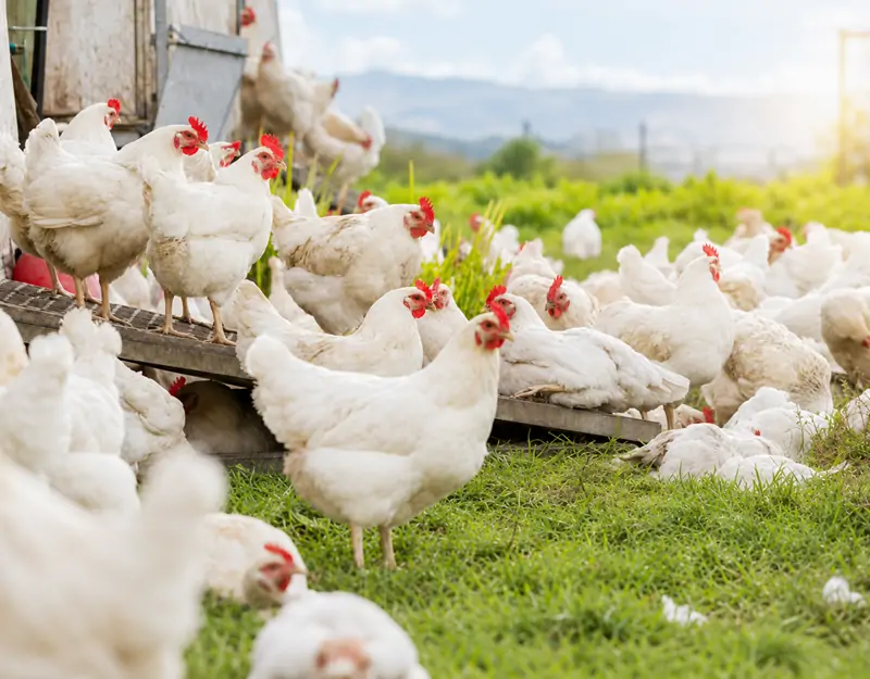 Sulfato de manganeso monohidrato para aves de corral