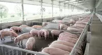 صيغ تغذية الخنازير 
