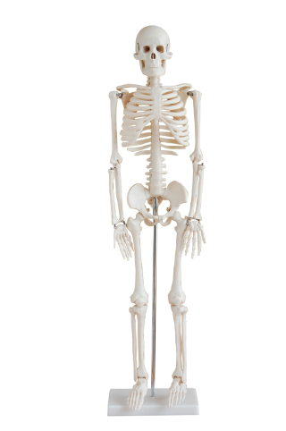 85cm Skeleton (model: XC-102)