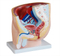 Human Male Pelvis Section (1 Part 2 Parts)