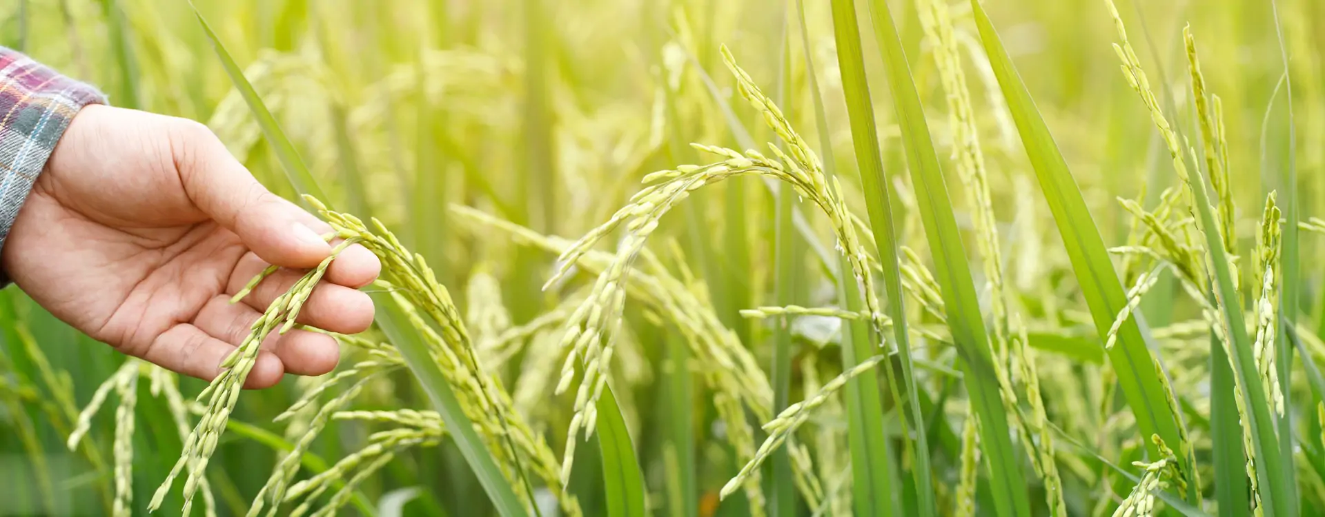 Polifar protects food security (2)