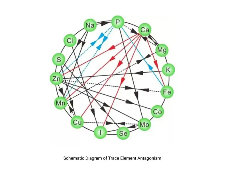 Diagrama esquem&aacute;tico del antagonismo de oligoelementos