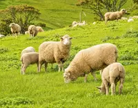 //a0.leadongcdn.com/cloud/pnBqnKmmSRplljqolqkm/Manganese-Sulphate-for-Ruminants_703_550.webp