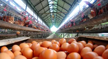 Laying hens