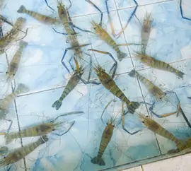 Aquaculture