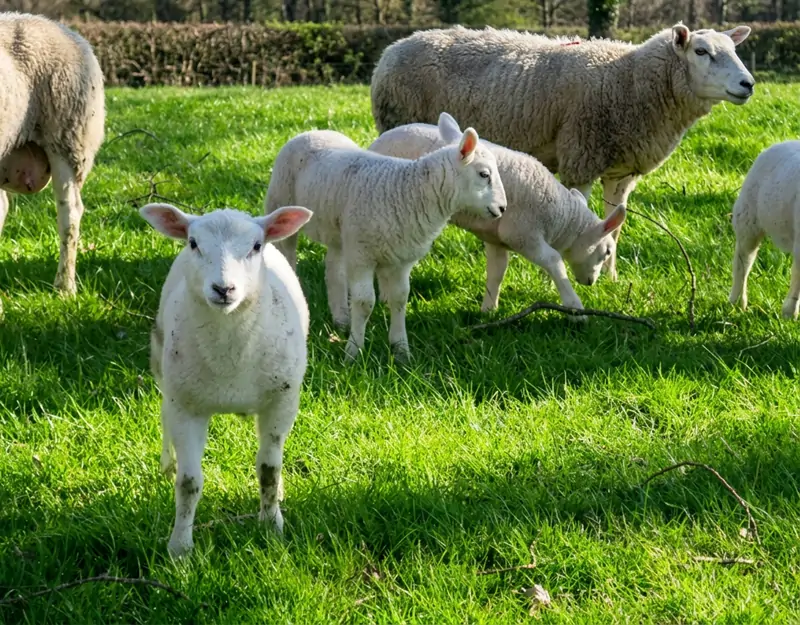 Efectos nutricionales de la metionina protegida en el rumen en ovejas
