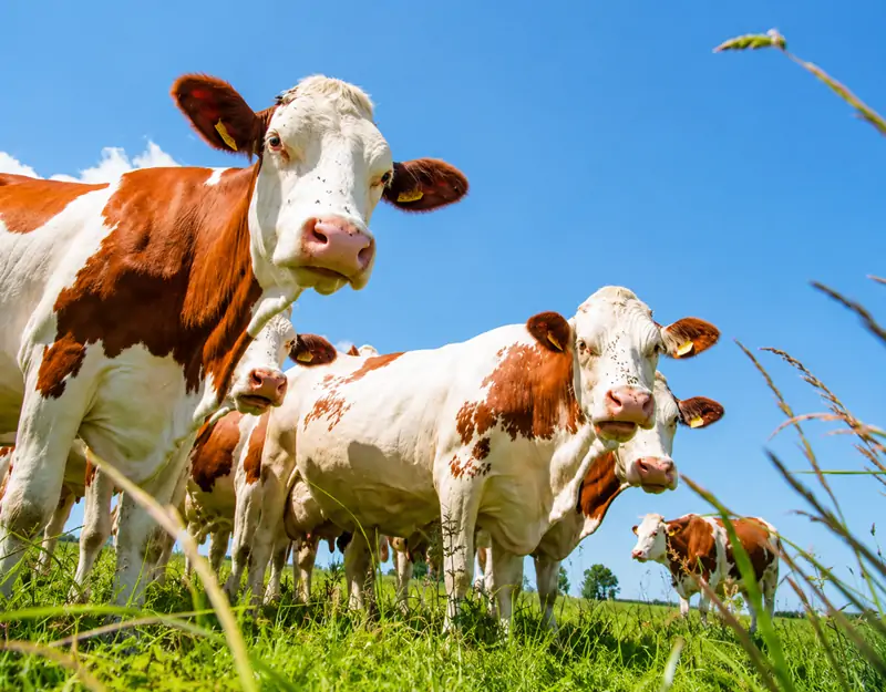 Beneficios del sulfato de manganeso en la alimentaci&oacute;n animal