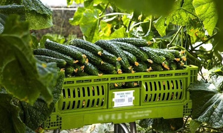 Industria hortofrutícola con cajas de plástico