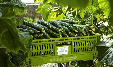 Повышение фруктовой и овощной промышленности пластиковыми ящиками