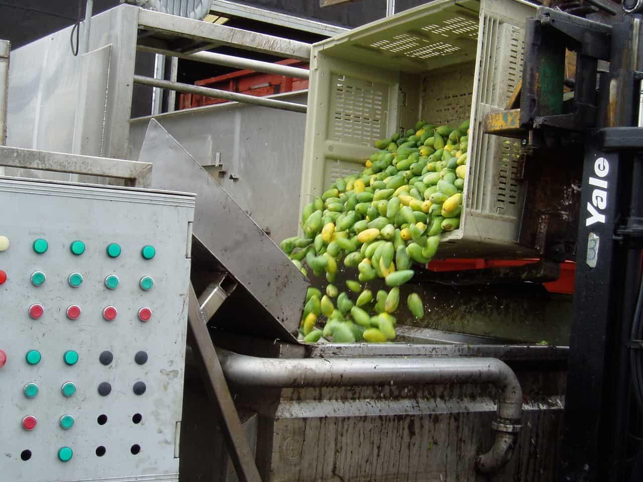 caja de mango