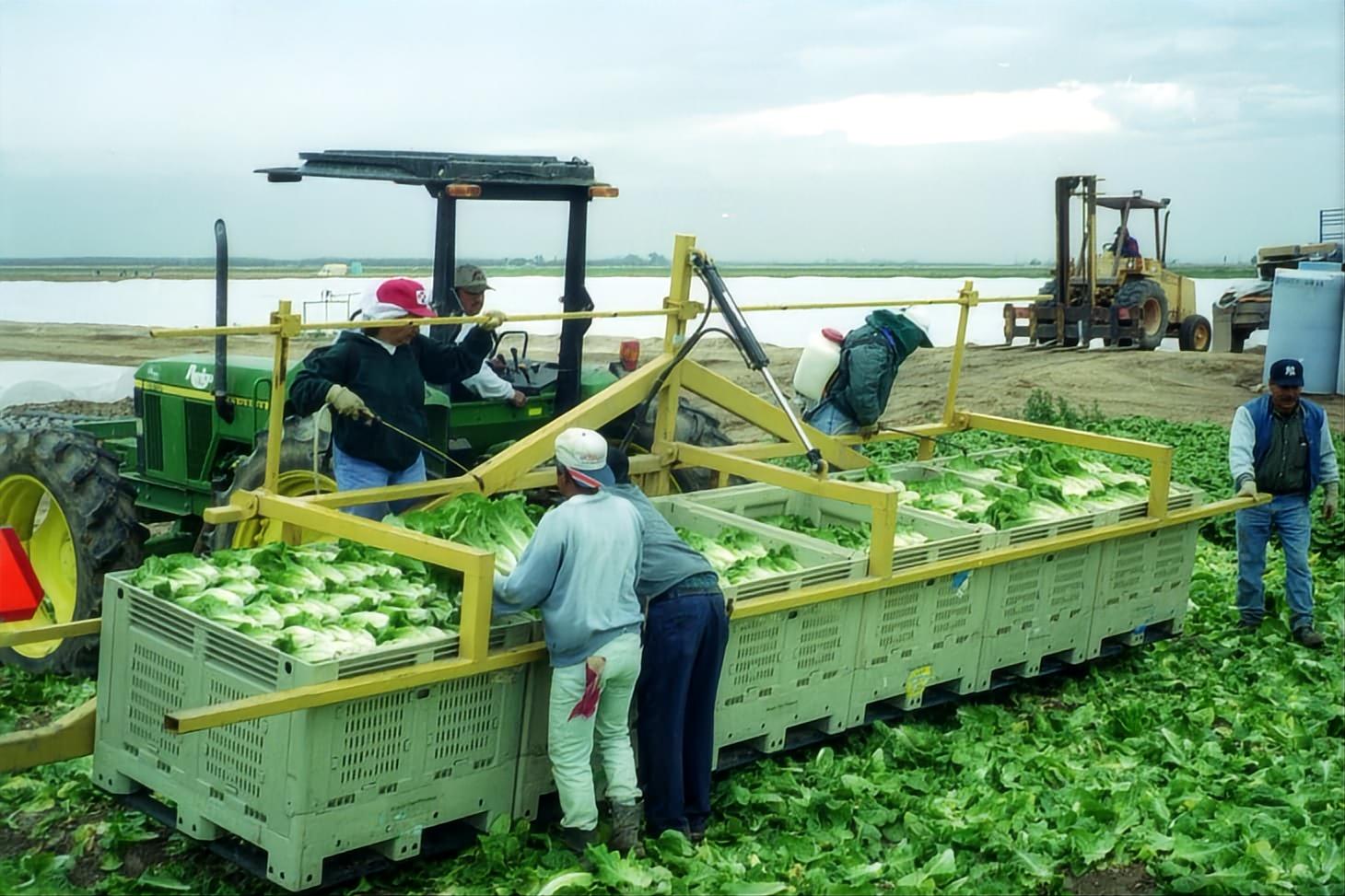 caja de paletas de verduras