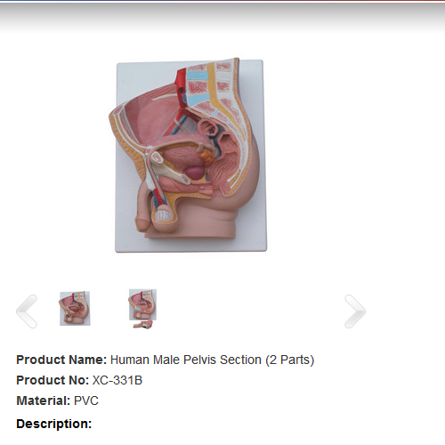 Human Male Pelvis Section (1 Part 2 Parts)